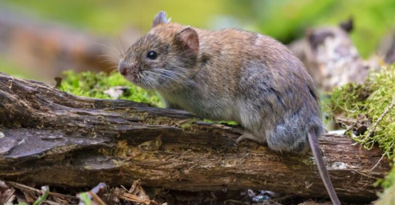 Signs Voles Are Damaging Your Lawn Before Winter