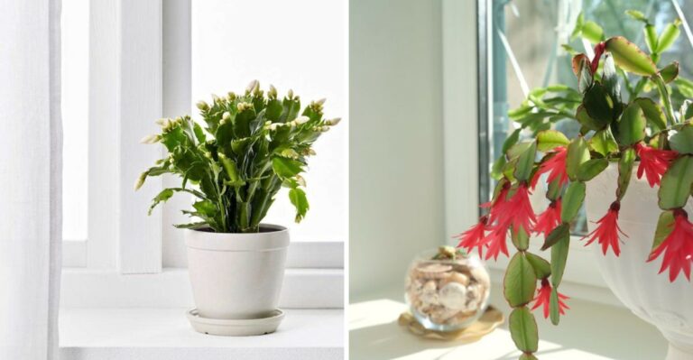 The Minnesota Windowsill Habit That Can Cost You Christmas Cactus Blooms