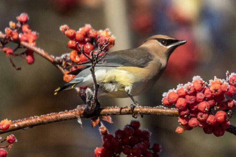 Some Of The Best Winter Garden Helpers In Arizona Are 8 Birds That Arrive This Month