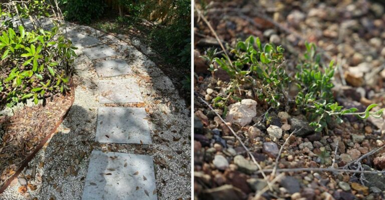 The Simple Trick To Stop Gravel Weeds From Returning In Texas Yards