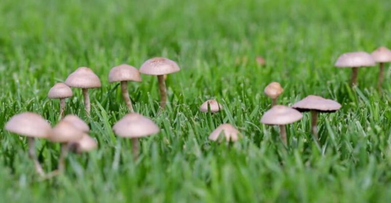 Mushrooms Popped Up In Your New York Yard Overnight? Here’s What’s Going On Below