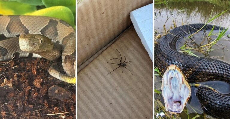 Virginia’s Most Dangerous Venomous Species To Watch For This Fall