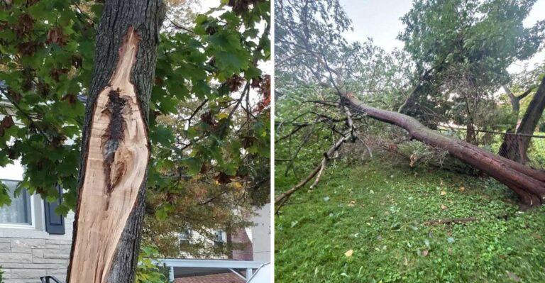 How To Tell If A Storm-Damaged Tree In Your North Carolina Yard Can Be Saved After Isaias