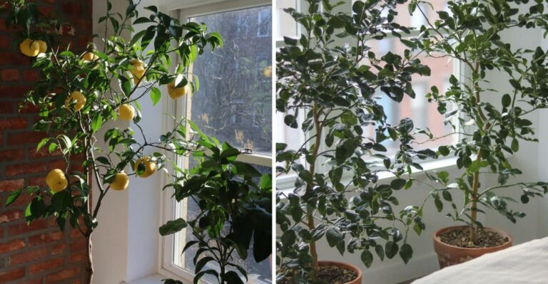 What To Do With Potted Citrus Trees Before Ohio Nights Turn Cold