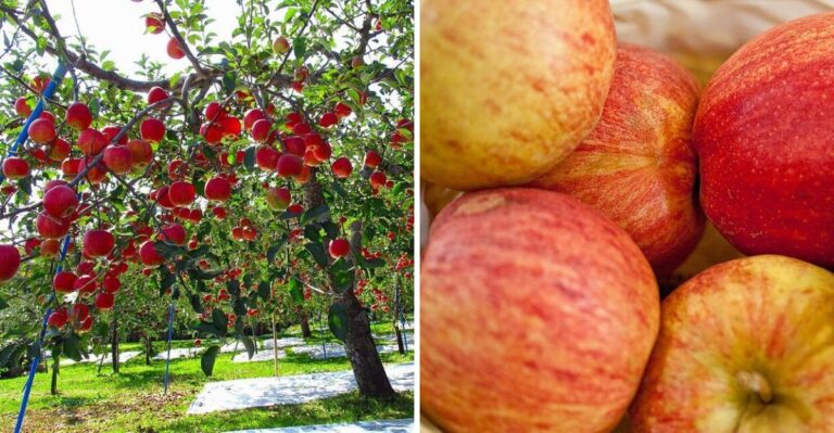 10 Apple Varieties Worth Growing in a Pennsylvania Backyard Orchard