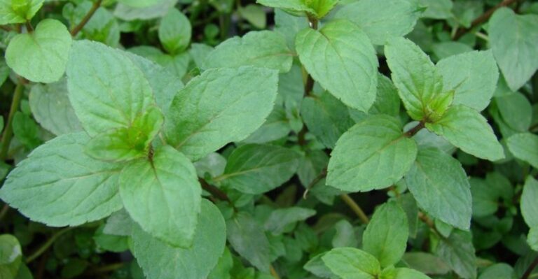 The Georgia Herb That Can Help Make Your Porch Less Appealing To Boxelder Bugs
