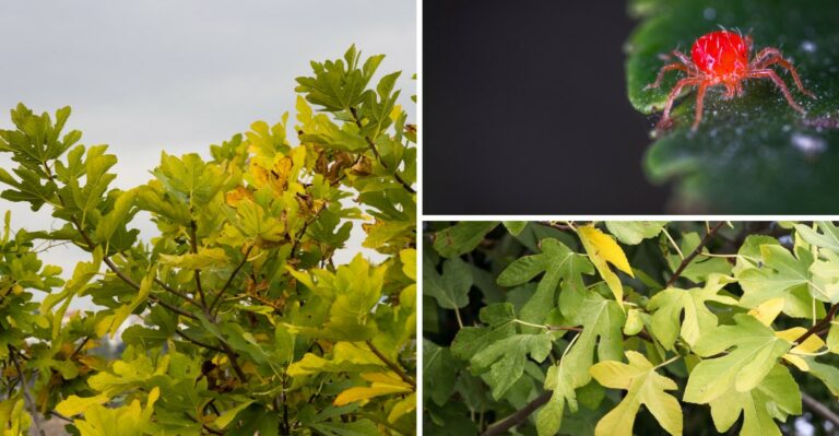 Why Your Fig Leaves Are Turning Yellow (And How To Spot The Common Causes)