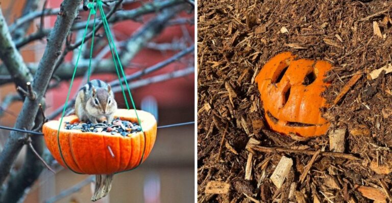 What To Do With Leftover Halloween Pumpkins In A Virginia Garden