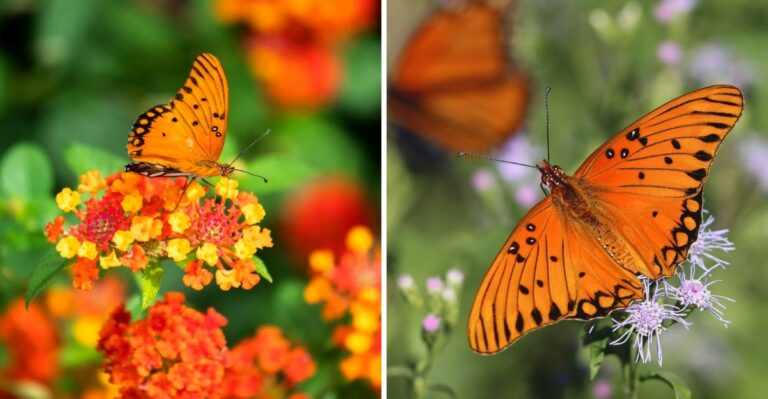 The Orange Butterfly Filling Texas Gardens This Fall