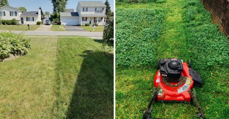 This Is When to Stop Mowing Your Michigan Lawn