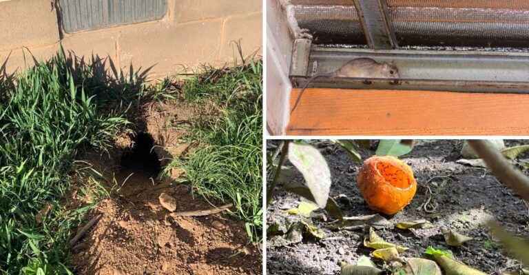 Warning Signs Of Rats In Your California Yard Before They Move Into Your Home