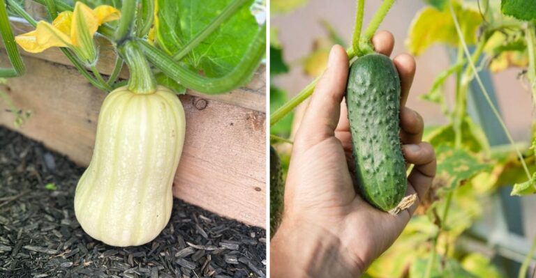 North Georgia’s First Frost Is Getting Closer – What To Harvest Now