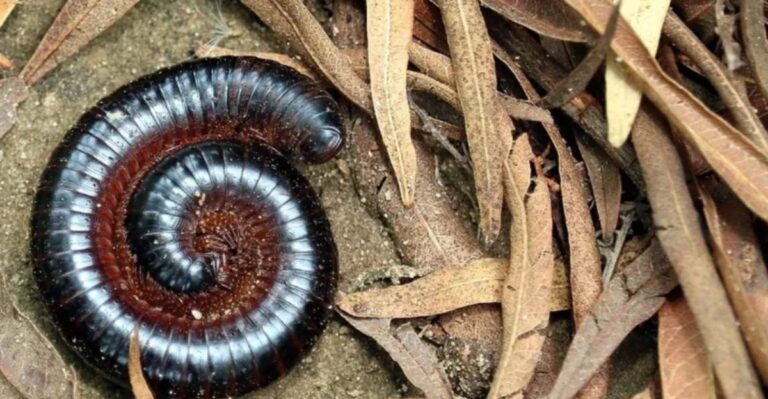 Why Dozens Of Small Curling Bugs Turn Up In Indiana Basements After A Fall Rain
