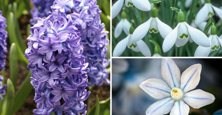 12 Spring Bulbs Oregon Gardeners Should Plant in October