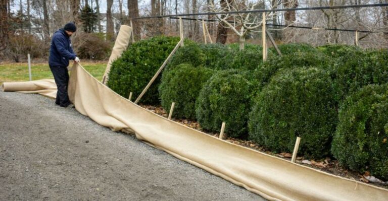 Why New York Boxwoods Need Burlap Stakes Set Before November
