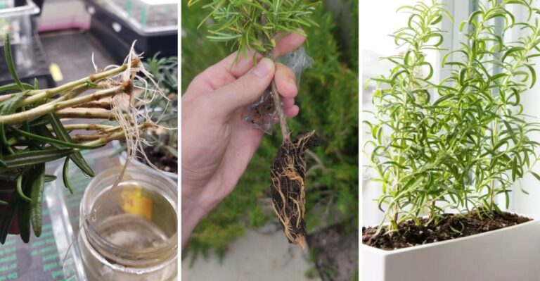 Multiply Your Virginia Rosemary Plant With These Easy Cutting Tricks