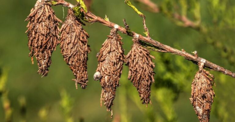 The Fall Job That Can Prevent Hundreds Of Bagworms Next Spring In Ohio