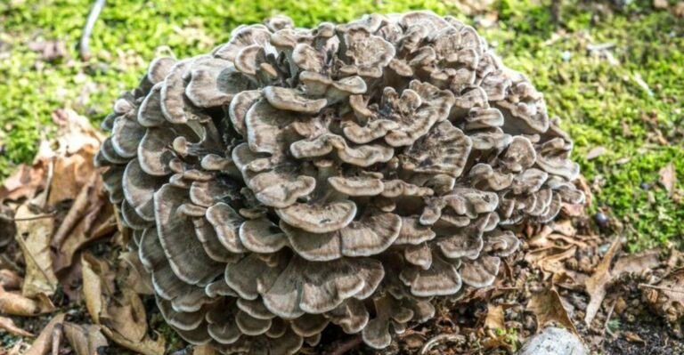 Ruffled Gray Clumps At The Base Of Missouri Oaks Are A Prized Fungus