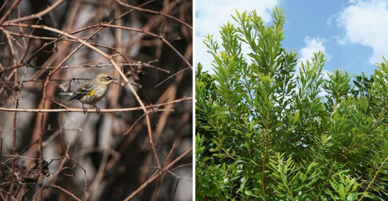 This Georgia Plant Becomes A Magnet For Yellow-Rumped Warblers Each Fall