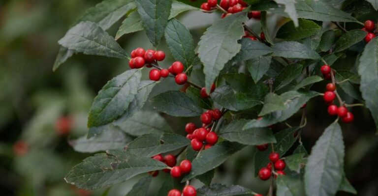 The New Jersey Native Shrub That Feeds Migrating Birds And Lights Up Your Yard In Fall