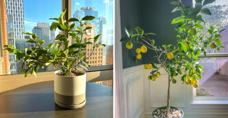 How To Get Your Meyer Lemon To Fruit Indoors During An Ohio Winter