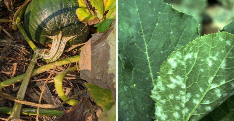The Spots On Michigan Squash Leaves You Shouldn’t Ignore After Rain