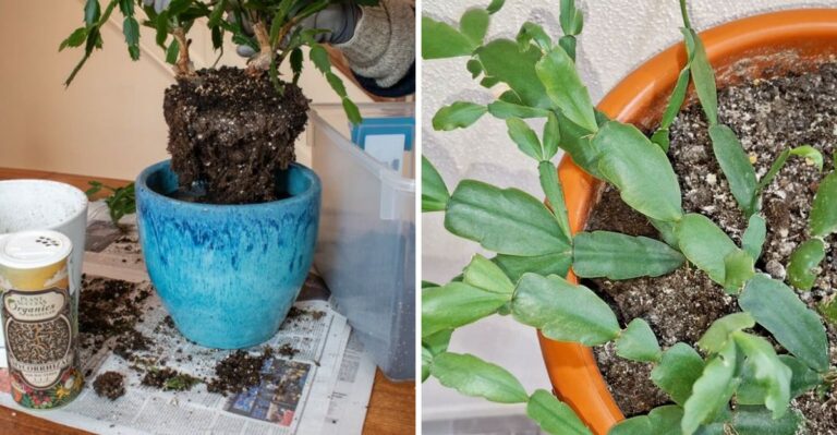 The Right Way To Repot Christmas Cactus In Your Pennsylvania Home