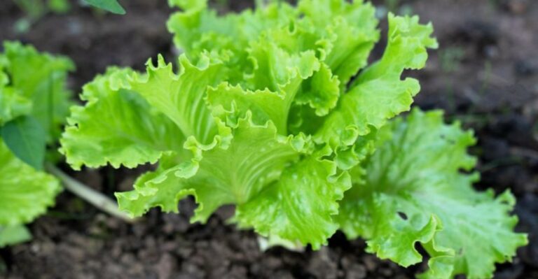 Why North Carolina Fall Lettuce Forms Loose Heads Instead Of Tight Ones