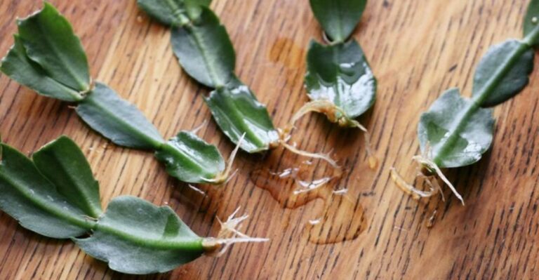 How To Propagate A Christmas Cactus In California From A Single Cutting
