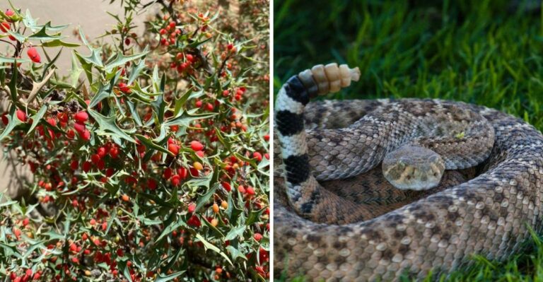 The Texas Shrub Known For Hiding Rattlesnakes In Plain Sight