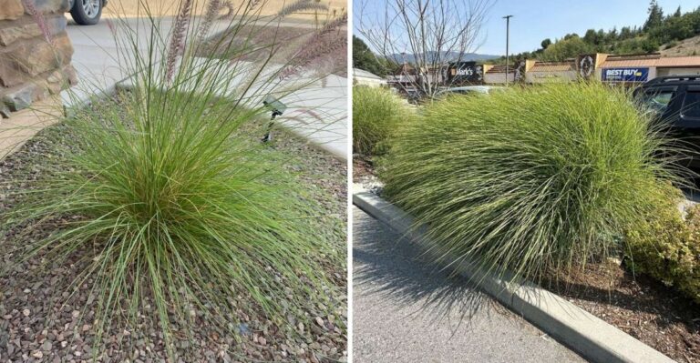 Why California Gardeners Are Adding More Deergrass This Fall