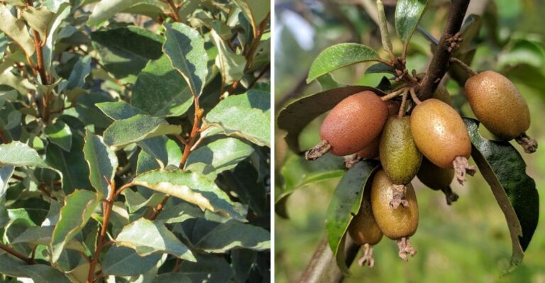 That Sweet Fall Fragrance In Georgia Yards May Be Hiding An Invasive Problem