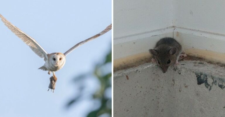 How Rodent Poison Can Affect Ohio Owls And Safer Ways To Handle Mice This Fall