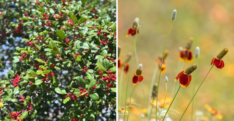 Texas Native Plants That Actually Prefer Heavy Clay Soil