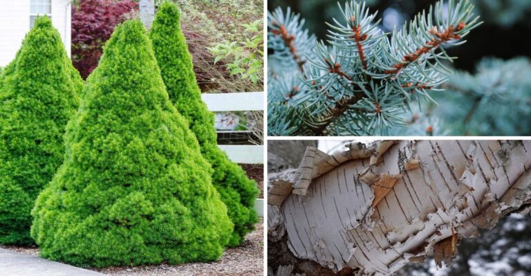 10 Michigan Trees and Shrubs That Need Water Before the Ground Freezes