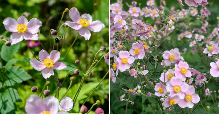 Why Japanese Anemone Is The Fall Shade Bloomer Missing From North Carolina Gardens