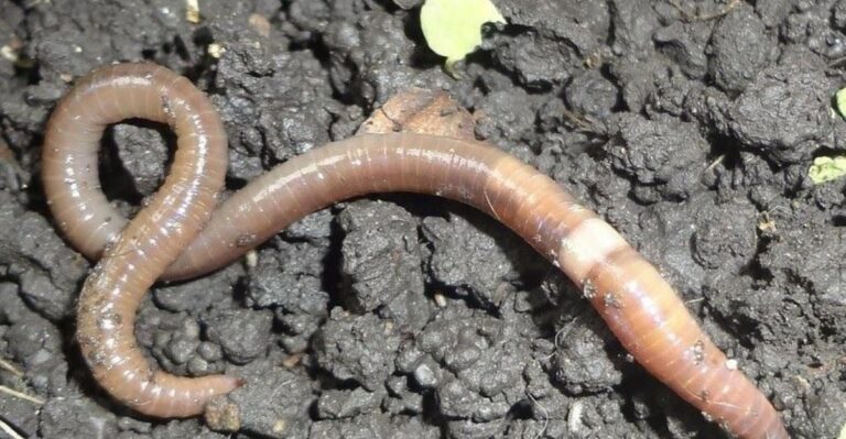 The Thrashing Worms Showing Up In California Mulch This Fall Are Worth A Closer Look