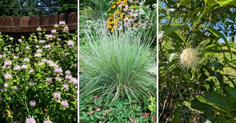 The Climate-Resilient Native Plants New York Yards Need As Weather Patterns Shift