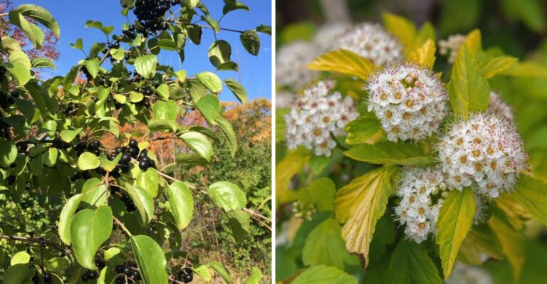 Why Buckthorn Keeps Sneaking Into Michigan Fence Lines And What To Plant Instead