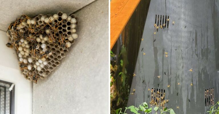 8 California Yard Habits That Quietly Attract More Wasps