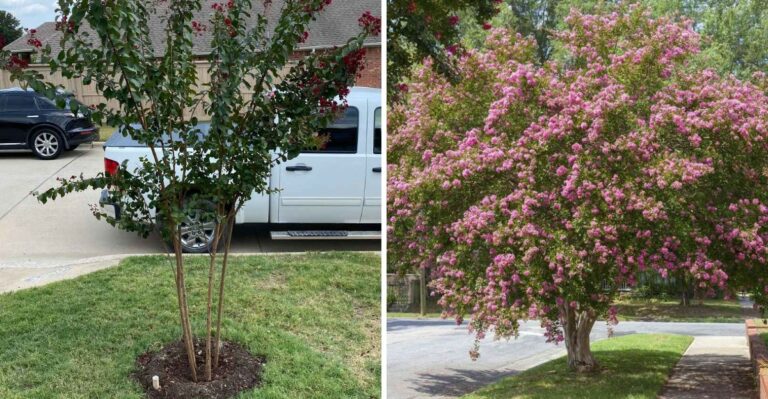 The Mulch Mistake Florida Crape Myrtles Suffer Through Every Fall