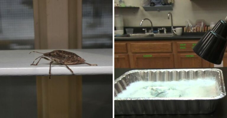 A Simple DIY Stink Bug Trap Virginia Homeowners Can Make Tonight