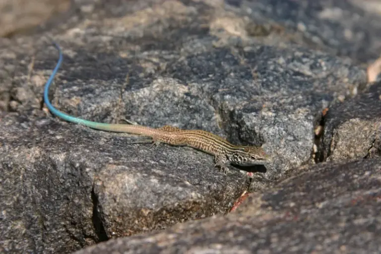 Is That Blue-Tailed Lizard on Your Arizona Patio a Young Tiger Whiptail?