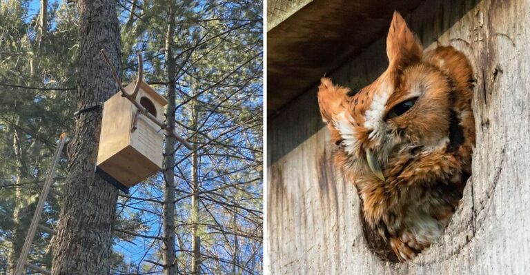 Here’s Where And When To Hang An Owl Box In Your New York Yard