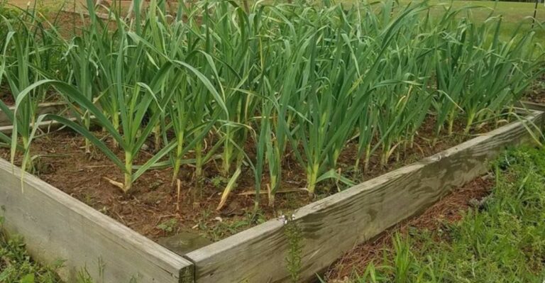 The Only Soil Amendment Worth Adding To Michigan Garlic Beds This October