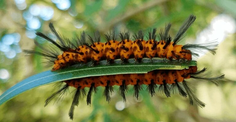 These Orange Caterpillars Are Eating One Of The Most Toxic Shrubs On The Alabama Coast Without Harm