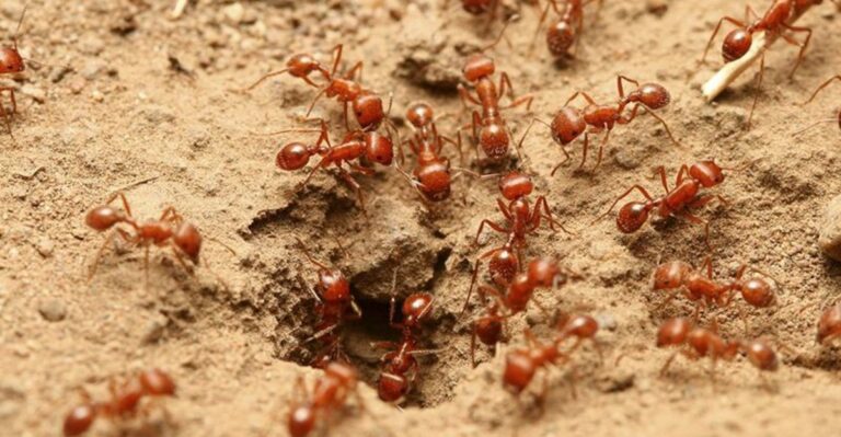 Why October Is The Ideal Month To Bait Fire Ants In North Carolina Yards