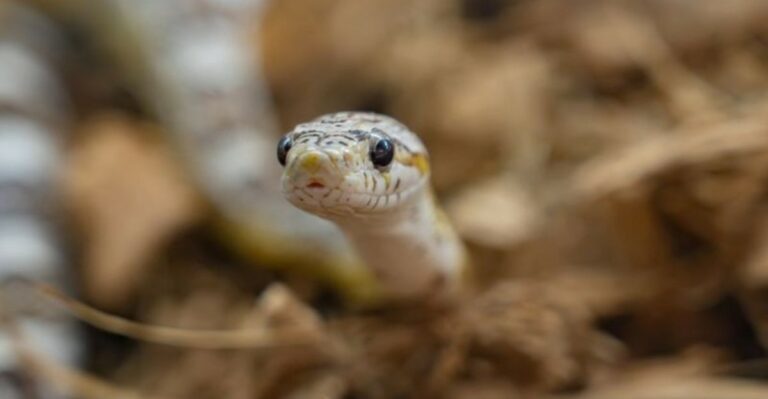 What It Really Means When Snakes Are More Active In Your California Yard After Rain
