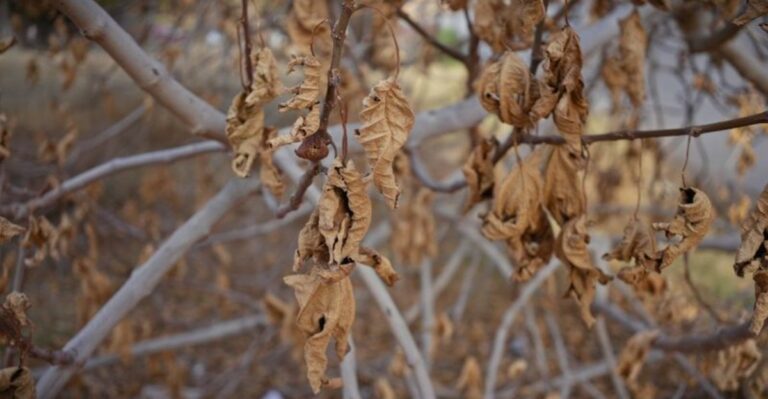Your Drought-Stressed Virginia Trees Are Running Out Of Time Before Winter Hits, Here’s What To Do