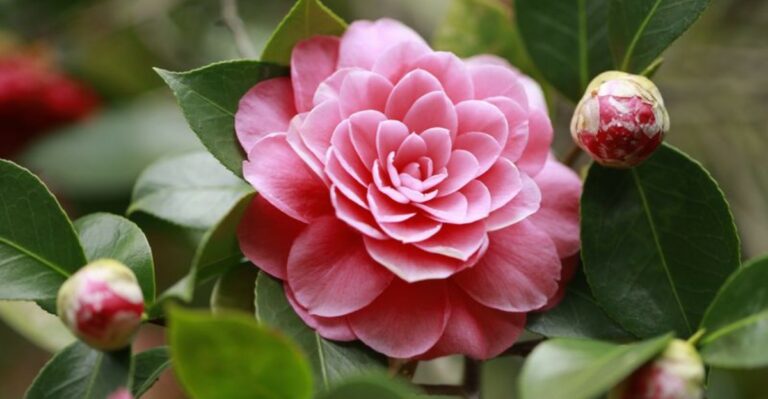 The Simple October Trick That Gives Florida Camellias Bigger Blooms